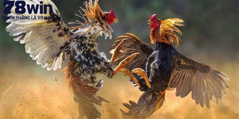 Chăm sóc sức khỏe là yếu tố tiên quyết trong chiến kê